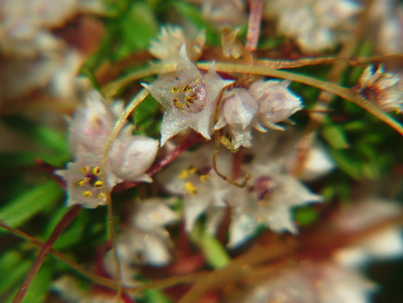 Cuscuta epithymum / Cuscuta epitimo